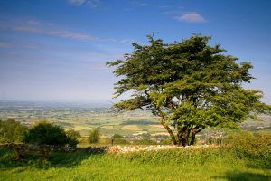 Mendip-Hills-somerset-glastonbury-old-oaks-holidays